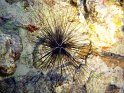 030508_Tobia Arba - Oursin diademe - Dsc02309~